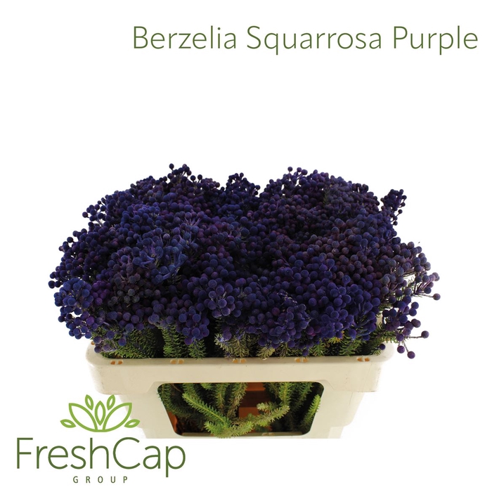 <h4>Berzelia Squarrosa Purple</h4>