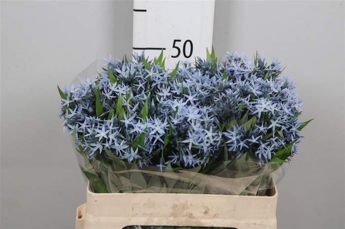 <h4>Amsonia Tab Night Sk</h4>