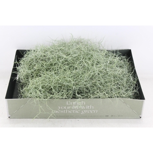 arr3 CP - Usneoides x6