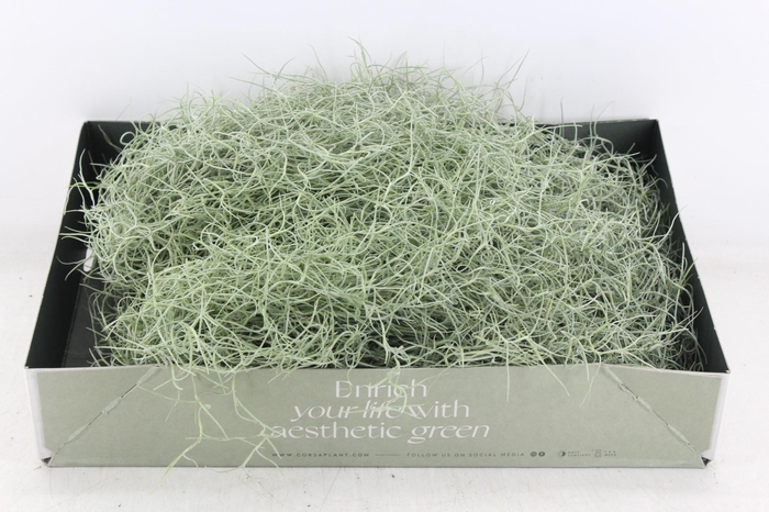 <h4>arr3 CP - Usneoides x6</h4>