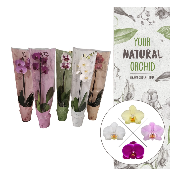 <h4>Phalaenopsis gemengd 5 kleuren</h4>