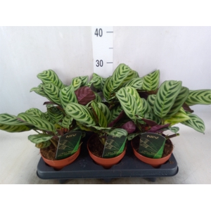 Ctenanthe burle-marxii
