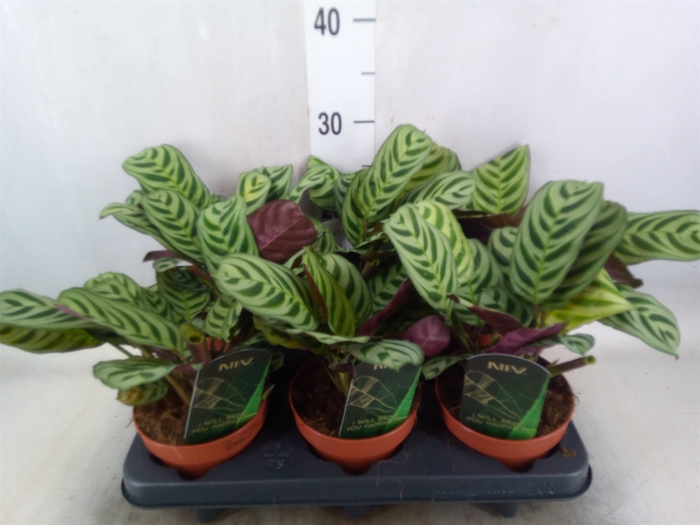 <h4>Ctenanthe burle-marxii</h4>
