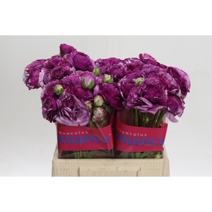 Ranunculus Romance Loubeyres