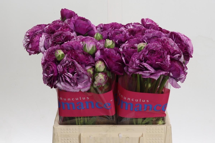 <h4>Ranunculus Romance Loubeyres</h4>