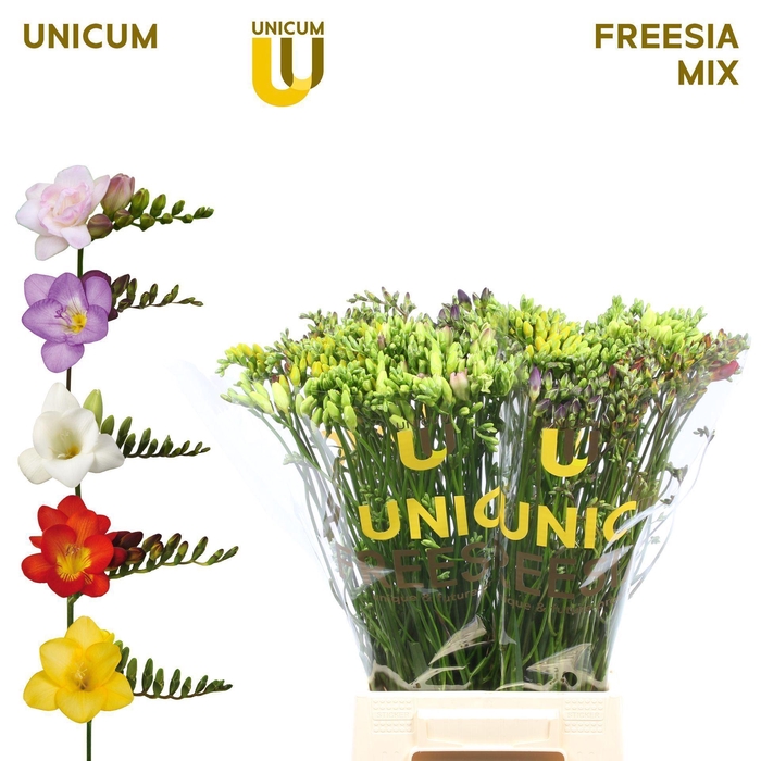 <h4>Freesia EN   ...mix</h4>