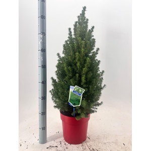 PICEA GL DECEMBER