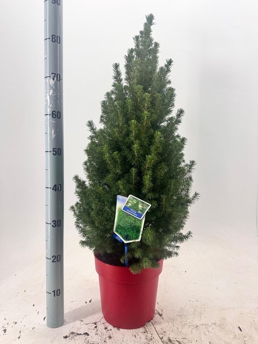 <h4>PICEA GL DECEMBER</h4>