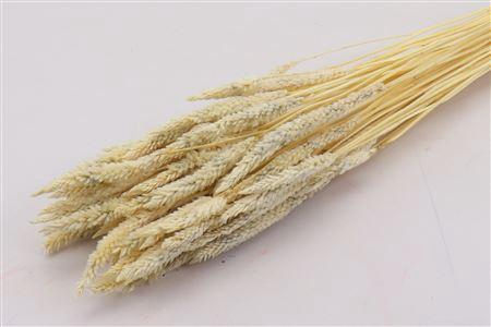 Bunch Celosia Slv 100g L50