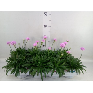 Armeria pseud. 'Dreameria Daydream'