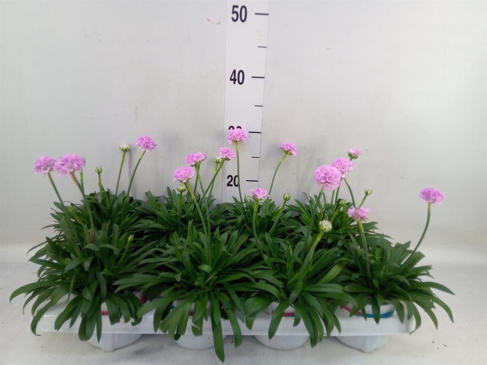 <h4>Armeria pseud. 'Dreameria Daydream'</h4>