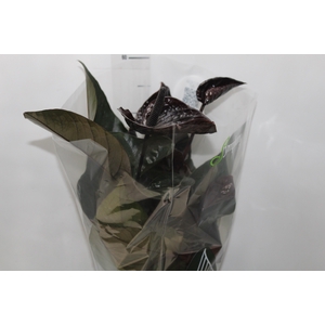 ANTHURIUM BLACK WINNER P17