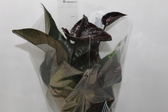 <h4>ANTHURIUM BLACK WINNER P17</h4>
