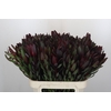 Leucadendron Saf Sunset Dark R.