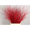 Betula Bs Paint Red