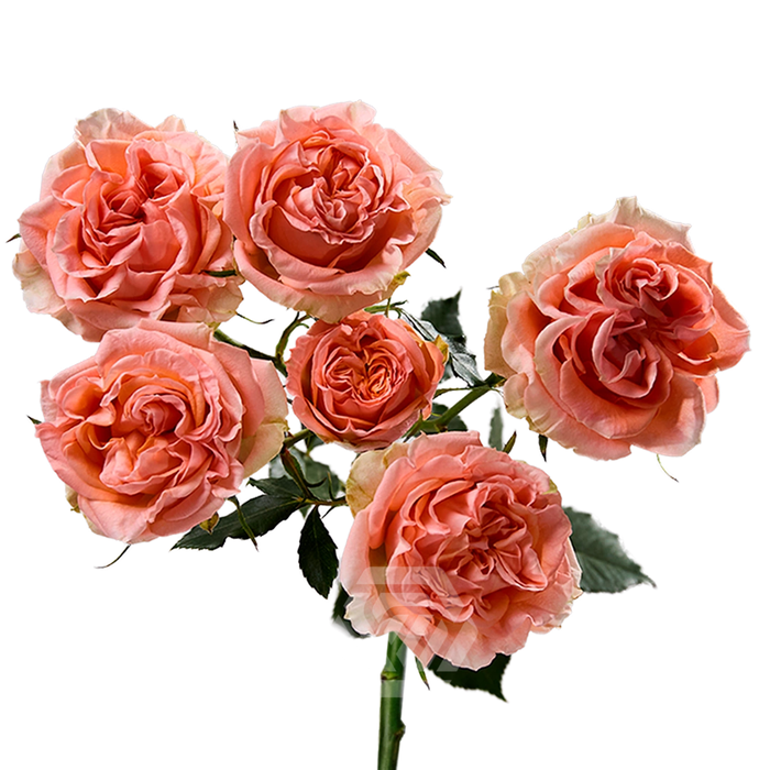 <h4>R TR FIBONACCI AUREUS Tessa</h4>