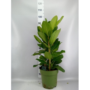 Ficus benghalensis 'Audrey'
