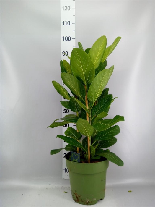 <h4>Ficus benghalensis 'Audrey'</h4>