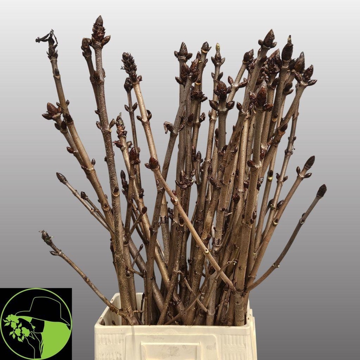 <h4>Aesculus stem (kastanje)</h4>
