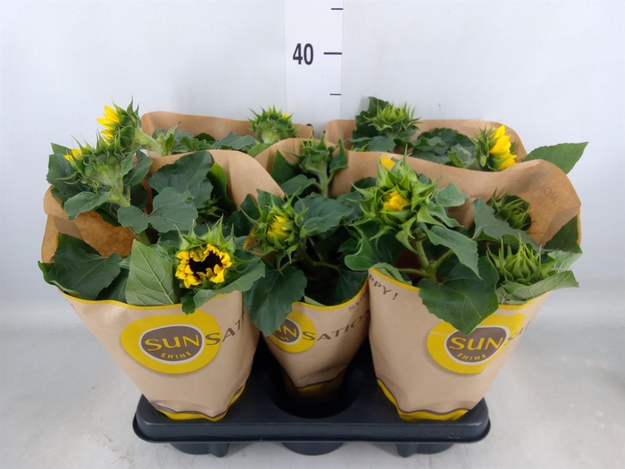 <h4>Helianthus an. 'Sunsation'</h4>