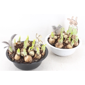 arr4 Narcis JS - Zink schaal black/white x2