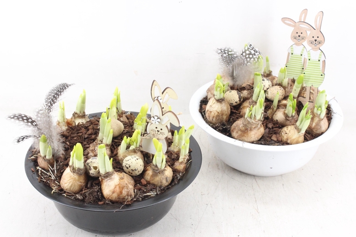 <h4>arr4 Narcis JS - Zink schaal black/white x2</h4>