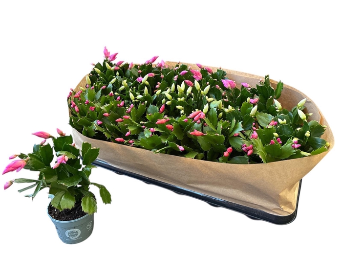 <h4>Schlumb Gem 3 Kl</h4>