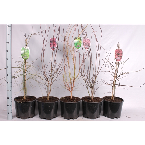 <h4>Acer Palmatum mix 5 variétées</h4>