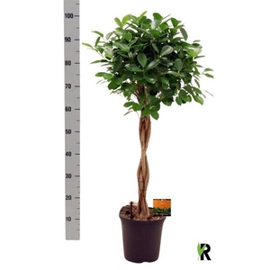 Ficus Microcapra Moclame 23Ø 100cm 4pp