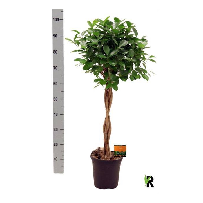 <h4>Ficus Microcapra Moclame 23Ø 100cm 4pp</h4>