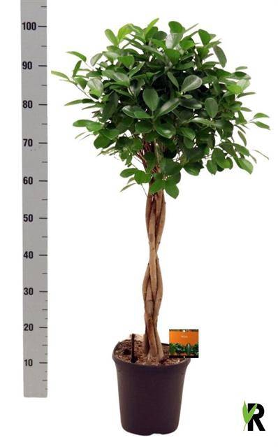 Ficus Microcapra Moclame 23Ø 100cm 4pp