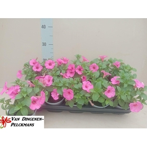 PET ROSE VEIN SURFIN
