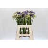 Agapanthus Mix
