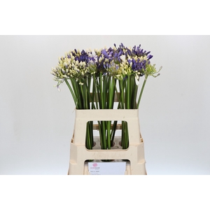 Agapanthus Mix