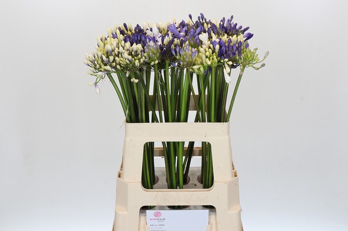 Agapanthus Mix