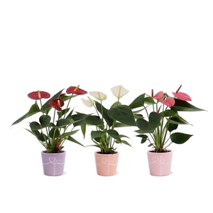 Anthurium 3 color mix in Romy ceramics