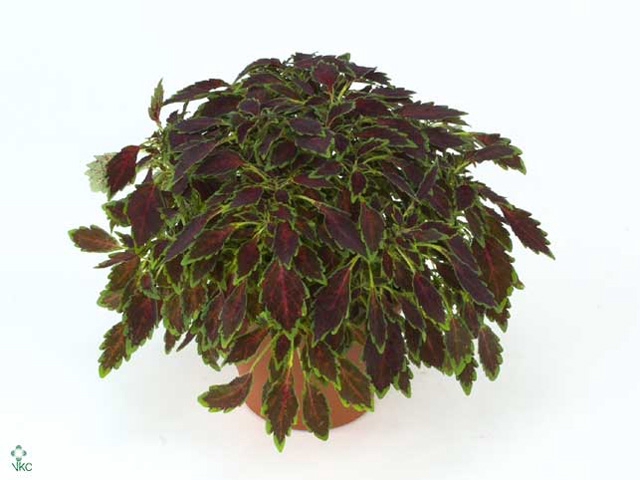 PLEC C AUR BLAC CHER