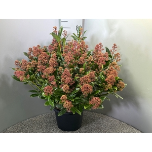 Skimmia japonica 'Rubesta Optima'