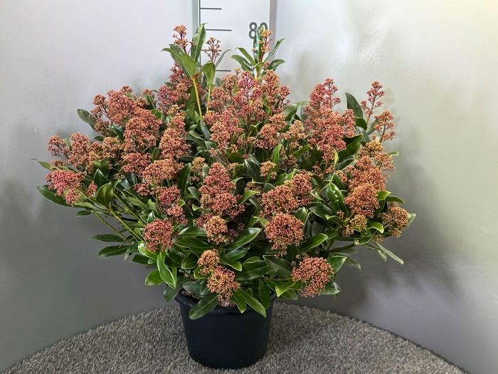<h4>Skimmia japonica 'Rubesta Optima'</h4>