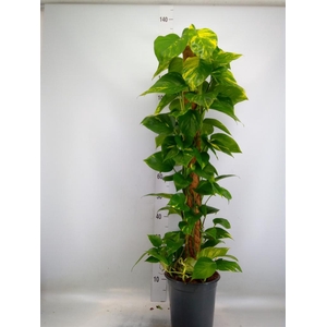 Epipremnum pinn.   ...moss stick