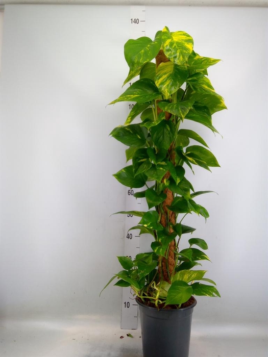 <h4>Epipremnum pinn. ...moss stick</h4>