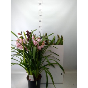 Cymbidium  'Magic Vogel'