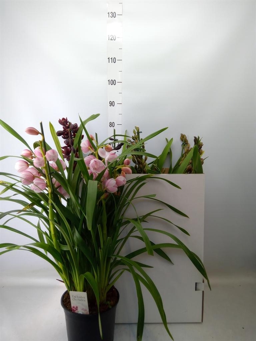<h4>Cymbidium  'Magic Vogel'</h4>