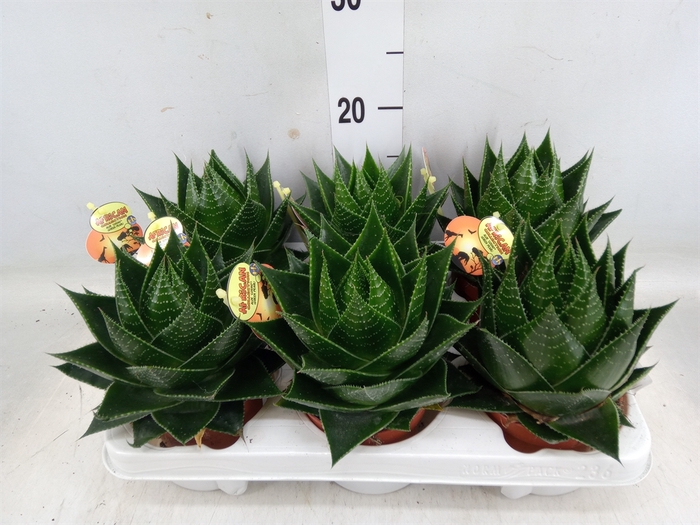 <h4>Aloe aristata 'Cosmo'</h4>