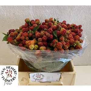 RUBUS FR CHESTER