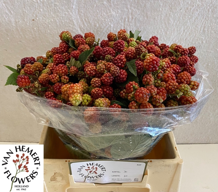 <h4>RUBUS FR CHESTER</h4>