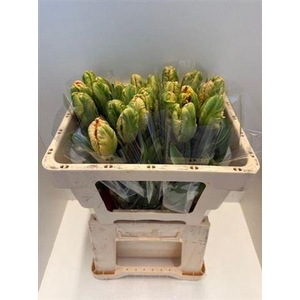 Tu Pa Apricot Parrot