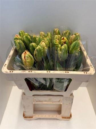 <h4>Tu Pa Apricot Parrot</h4>