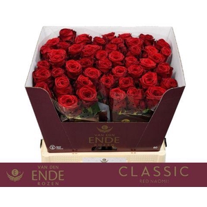 R GR RED NAOMI! CLASSIC 60cm