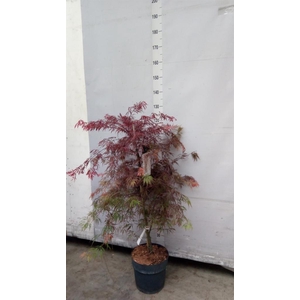 Acer palmatum 'Garnet'